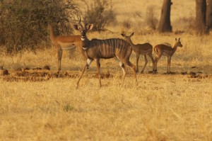 lesser kudu in the open with impala behind