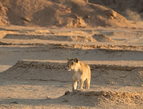 Desert lioness (2018)