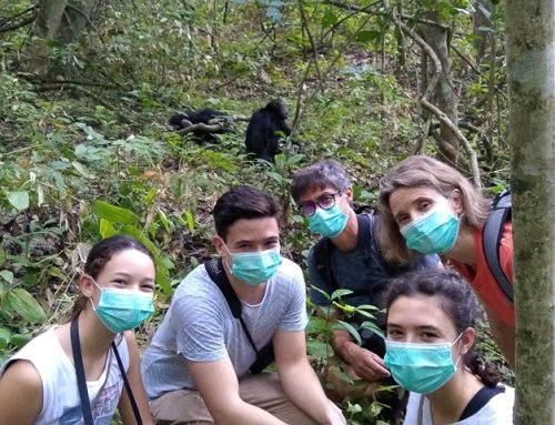 Family time with chimpanzees