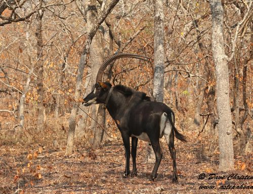 Giant Sable In Angola