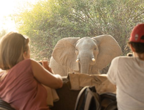 On foot in Mana Pools